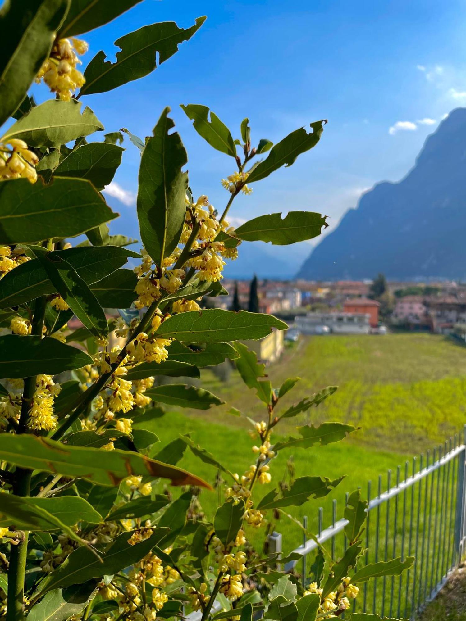 View & Chill Apartment Riva del Garda Exteriör bild